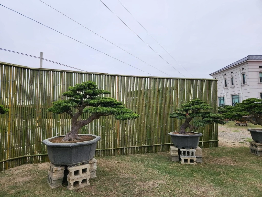 建仁寺竹籬笆 | 日式竹圍籬工程