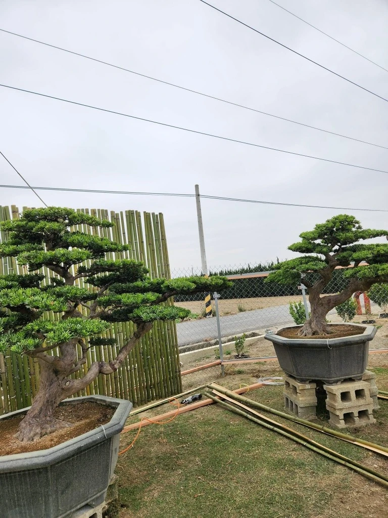 建仁寺竹籬笆 | 日式竹圍籬工程