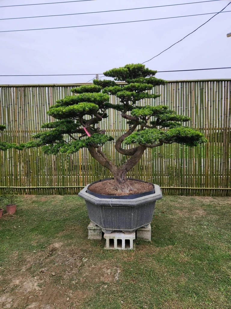 建仁寺竹籬笆 | 日式竹圍籬工程