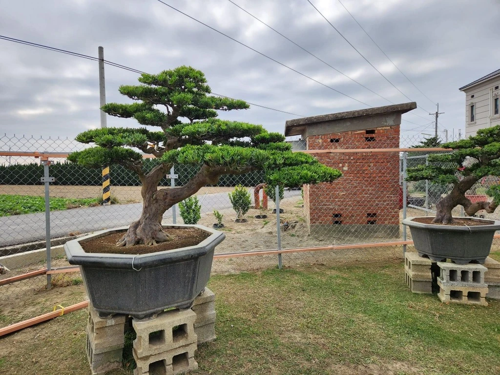 建仁寺竹籬笆 | 日式竹圍籬工程