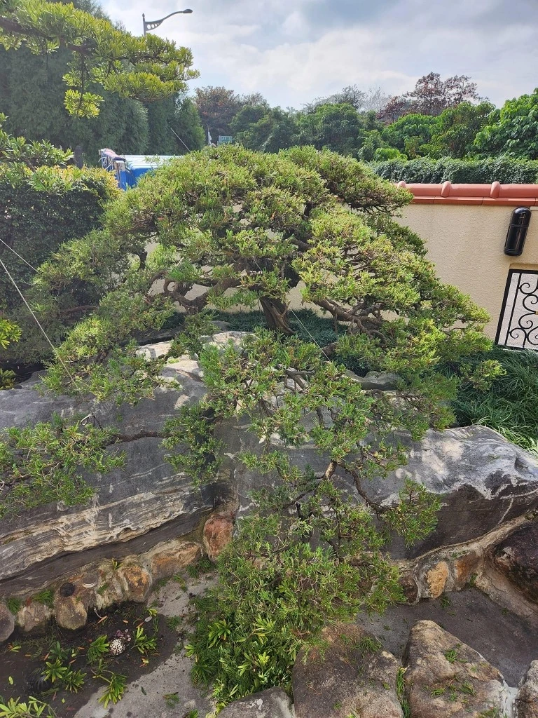 斗六張公舘 | 雲林庭園修剪