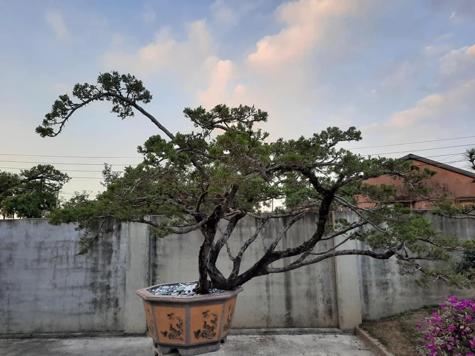 西螺豆皮工廠 | 庭園養護工程