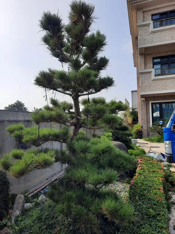 莿桐大統菜苗 | 園藝景觀養護工程