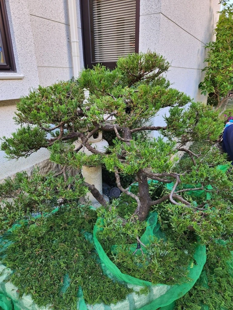 斗六張公舘 | 雲林庭園修剪