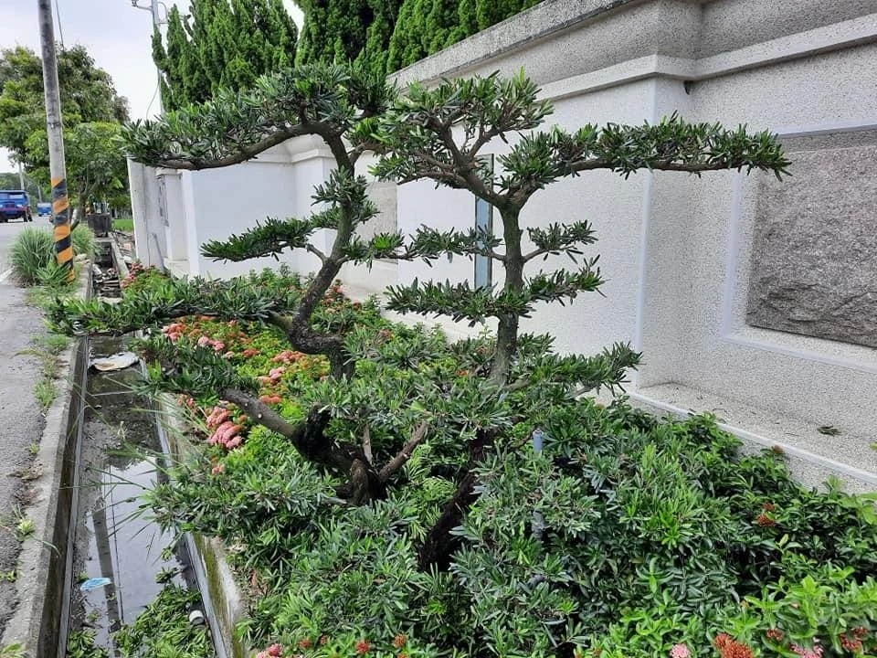 莿桐大統菜苗 | 園藝景觀養護工程