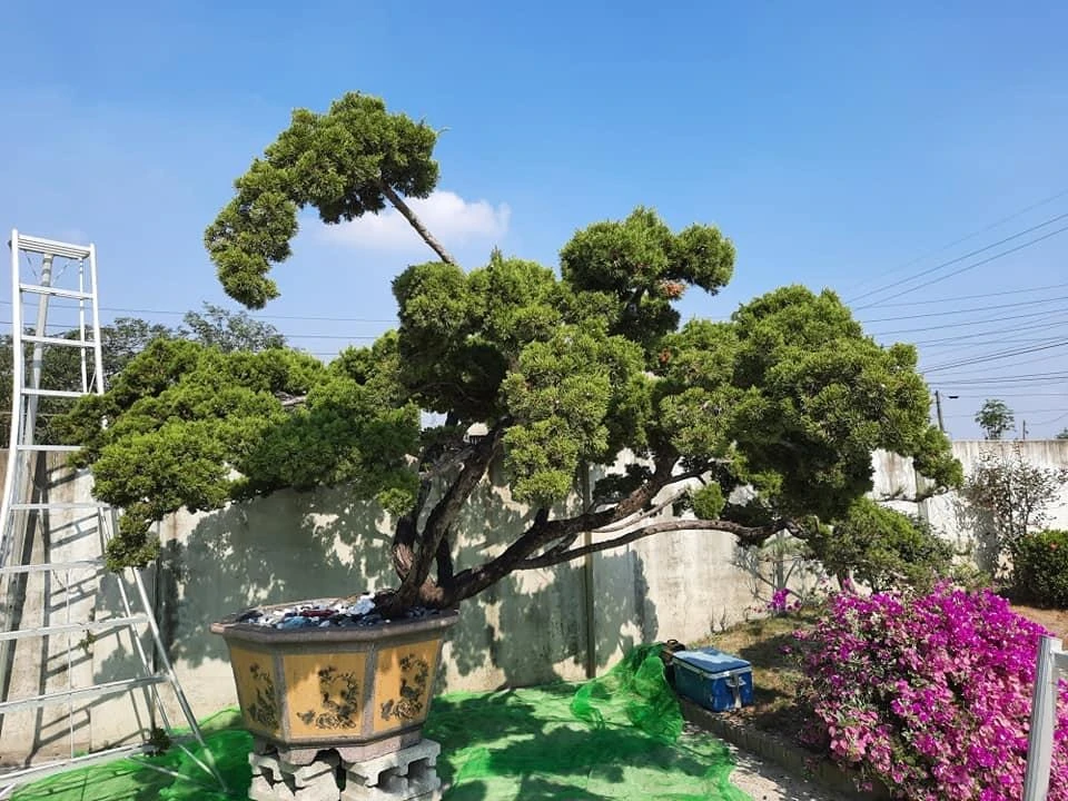 西螺豆皮工廠 | 庭園養護工程