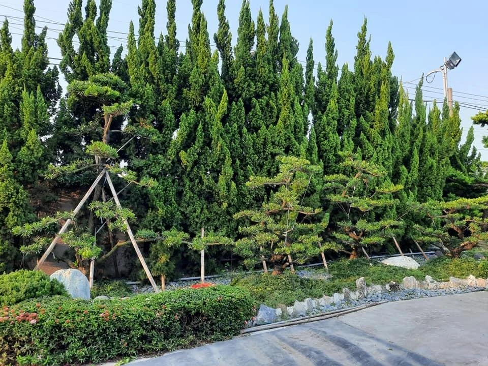 莿桐大統菜苗 | 園藝景觀養護工程