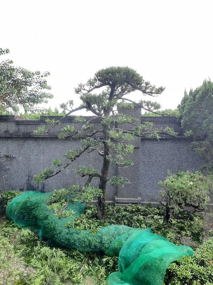 嘉義彌陀寺 | 嘉義庭園維護