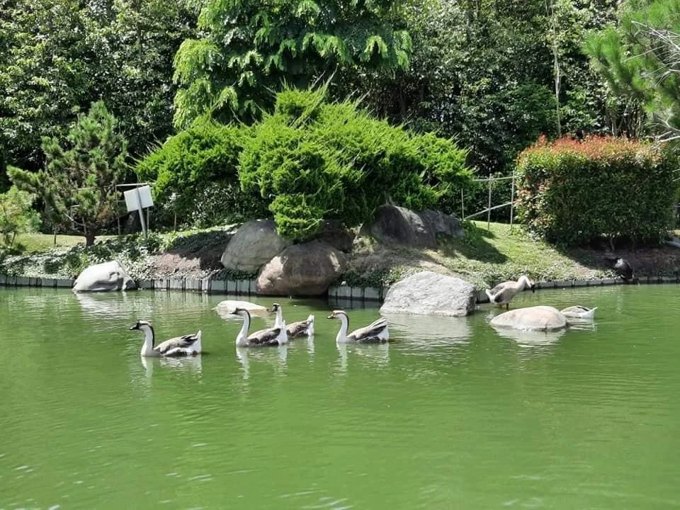 虎尾澄林沉香舘 | 雲林庭園維護