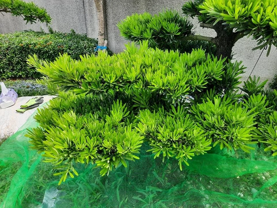莿桐大統菜苗 | 園藝景觀養護工程