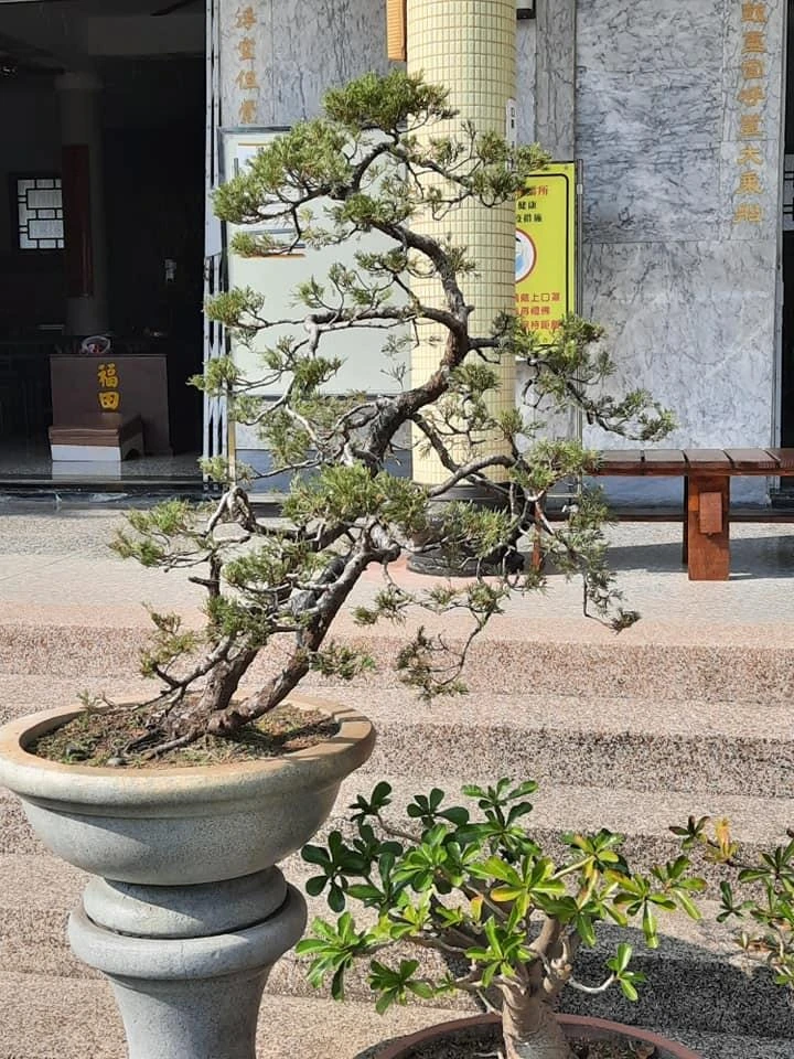 員林雙林寺1 | 彰化庭園養護