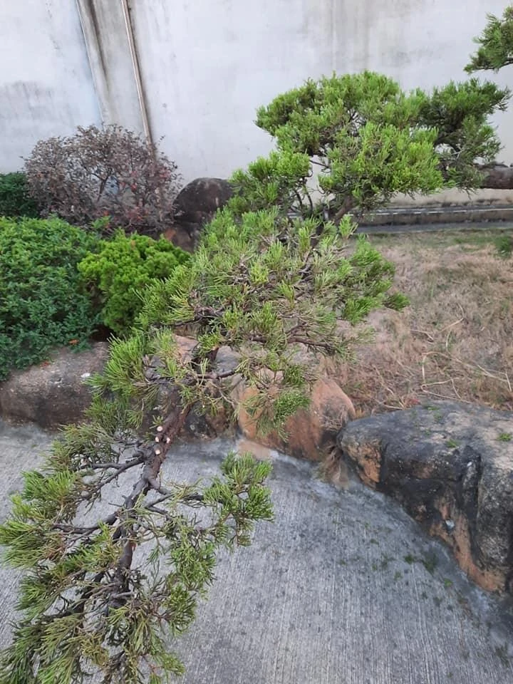 西螺豆皮工廠 | 庭園養護工程