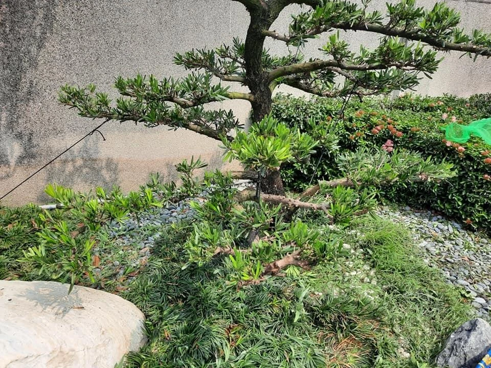 莿桐大統菜苗 | 園藝景觀養護工程
