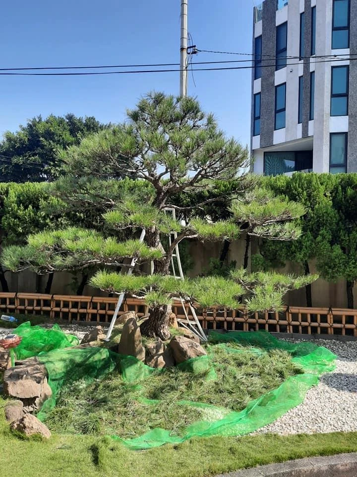 員林雙林寺1 | 彰化庭園養護