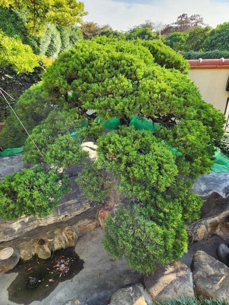 斗六張公舘 | 雲林庭園修剪