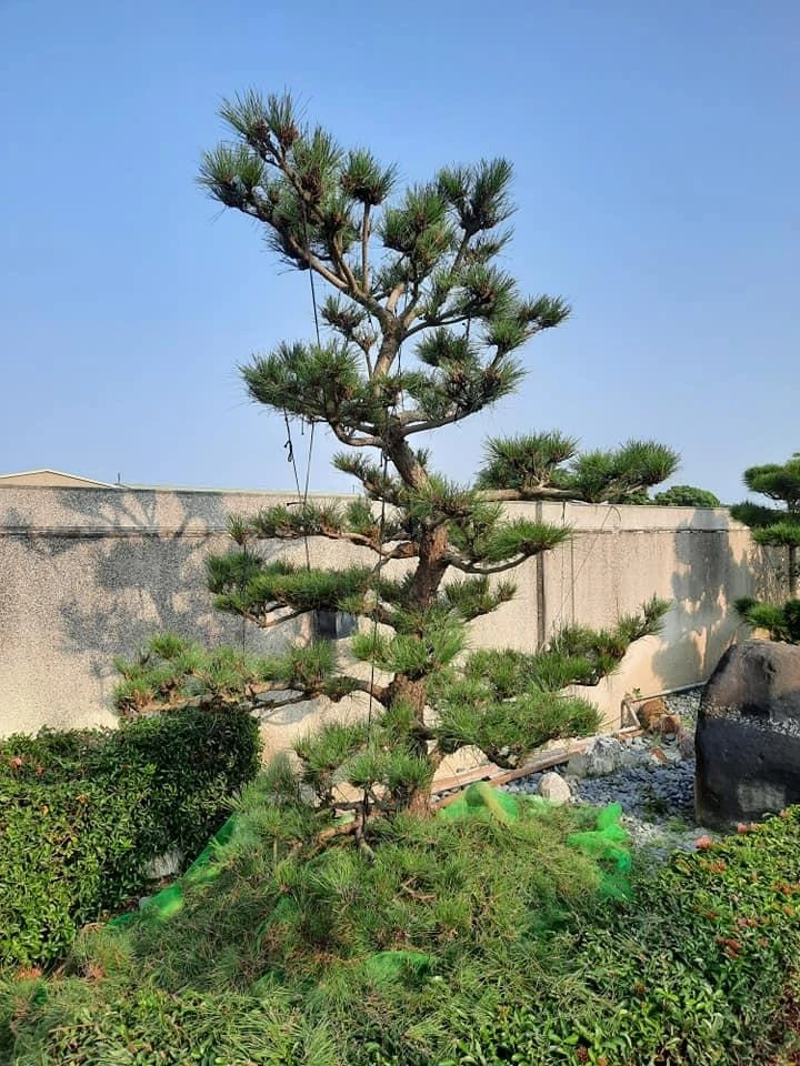 莿桐大統菜苗 | 園藝景觀養護工程