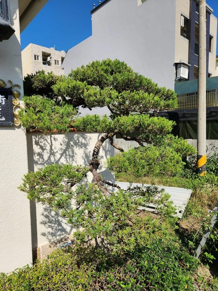 斗六張公舘 | 雲林庭園修剪