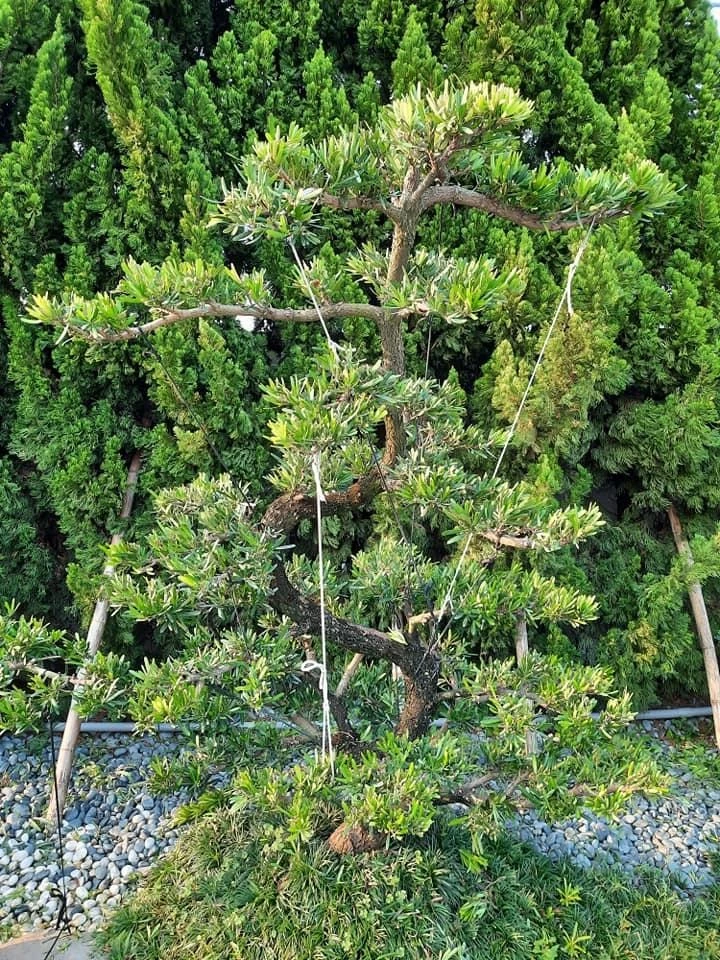 莿桐大統菜苗 | 園藝景觀養護工程