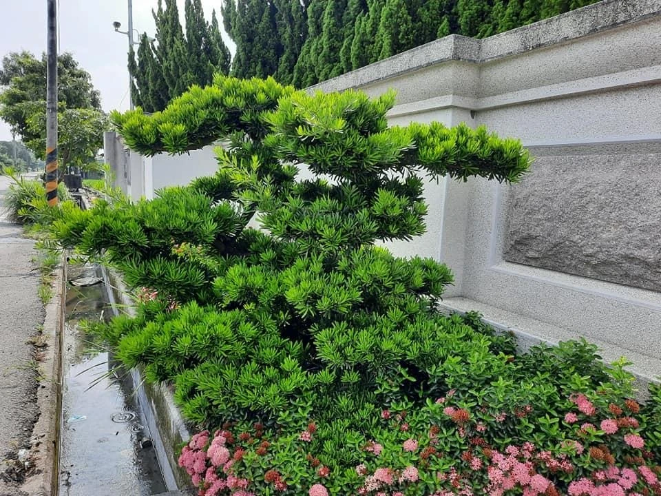 莿桐大統菜苗 | 園藝景觀養護工程