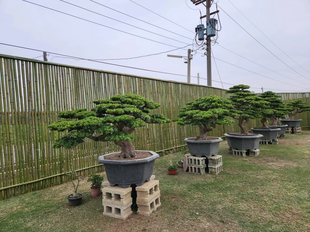 建仁寺竹籬笆 | 日式竹圍籬工程