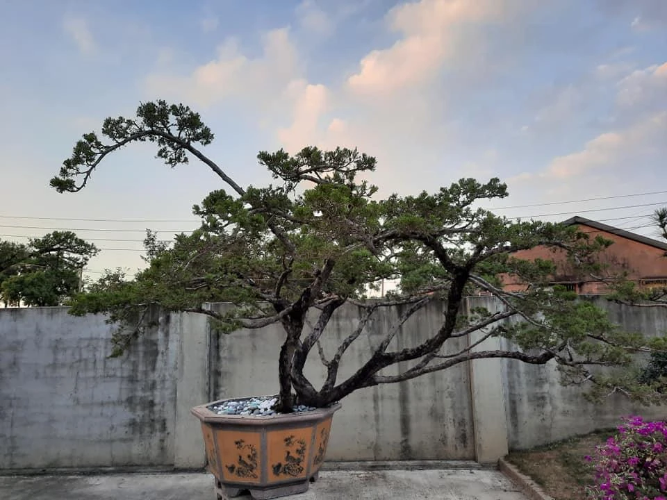 西螺豆皮工廠 | 庭園養護工程