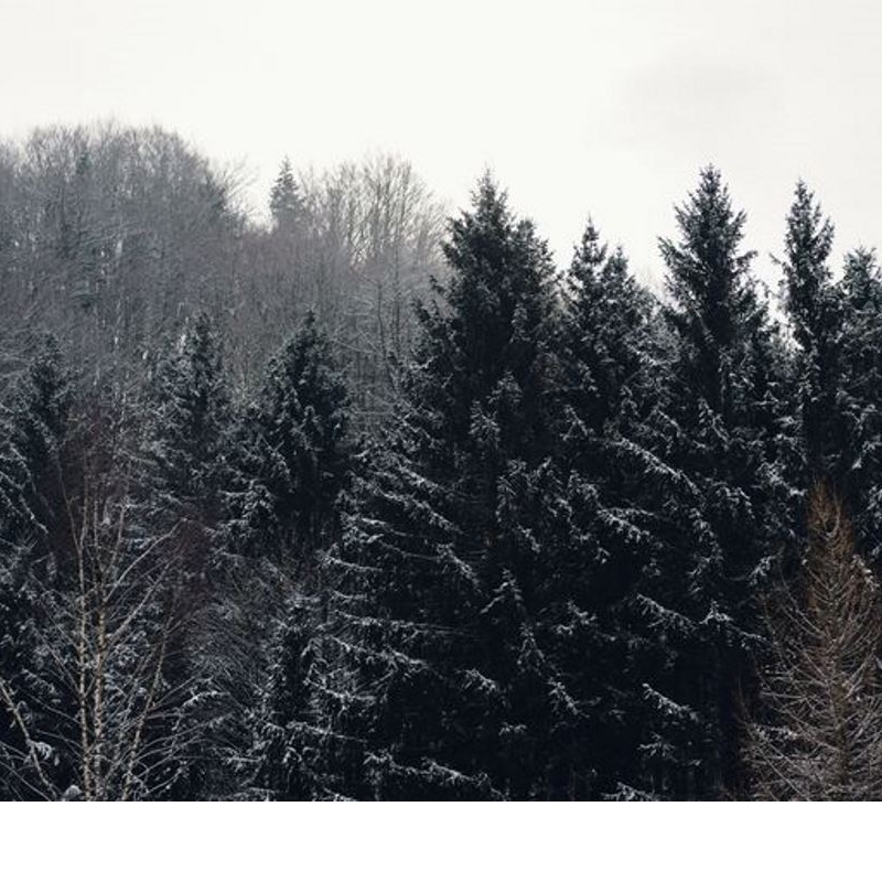 MAFI高品質原木地板-木材介紹之五、 雲杉木