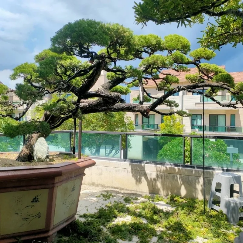 在進行景觀設計時，應該如何選擇適合的植物？高雄日式造景,小港日式造景