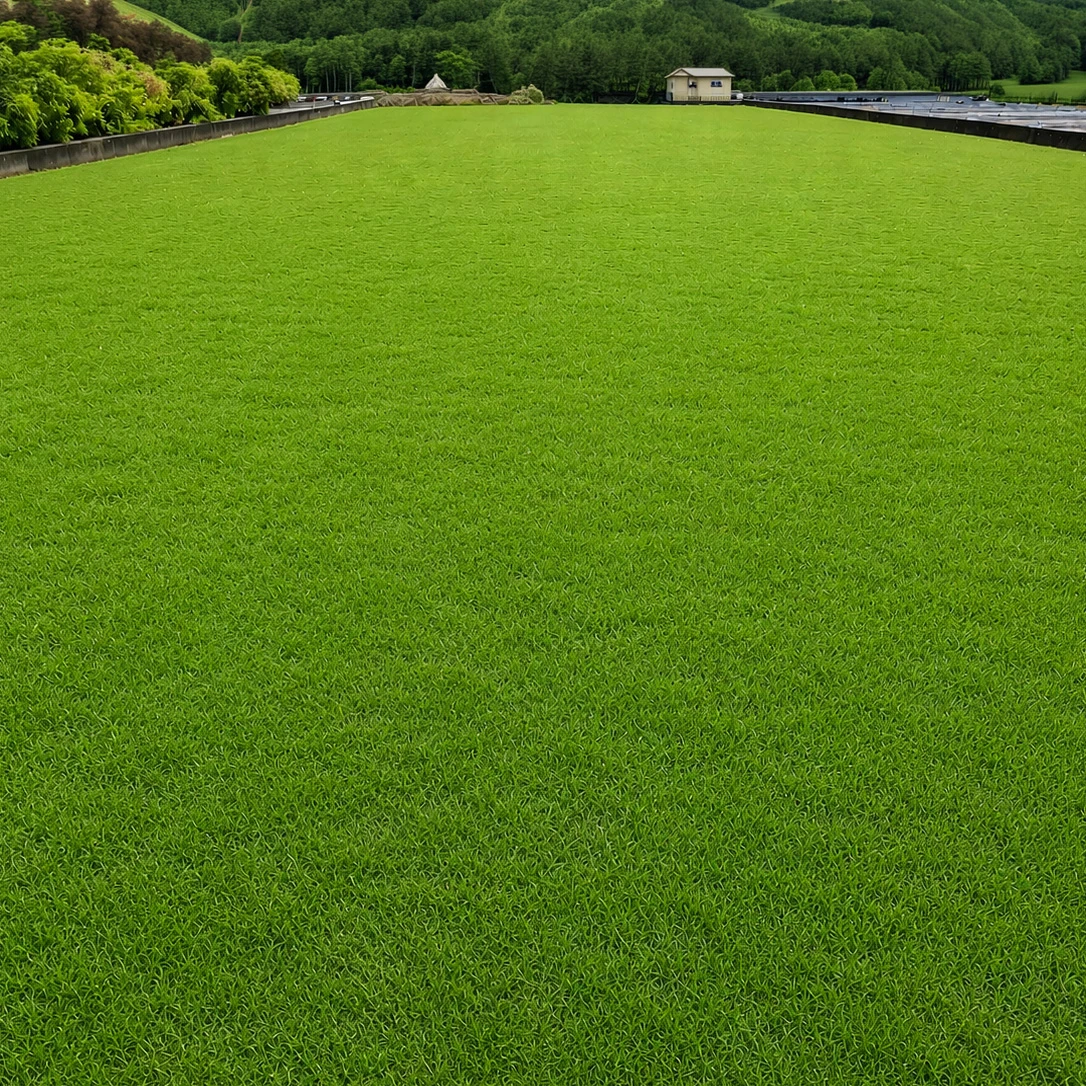 台北草