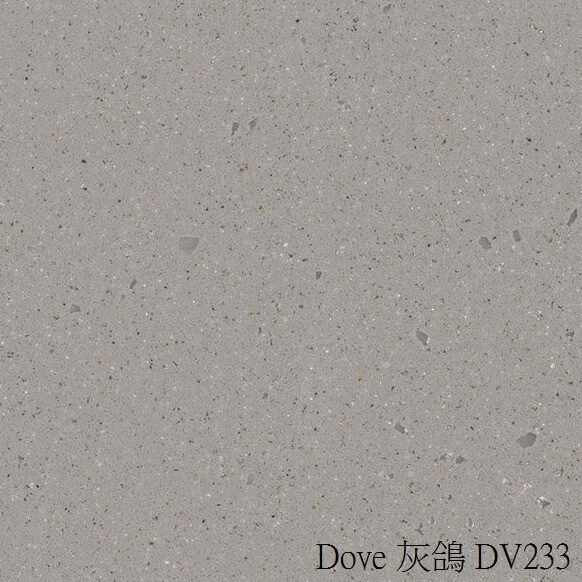 Dove-灰鴿