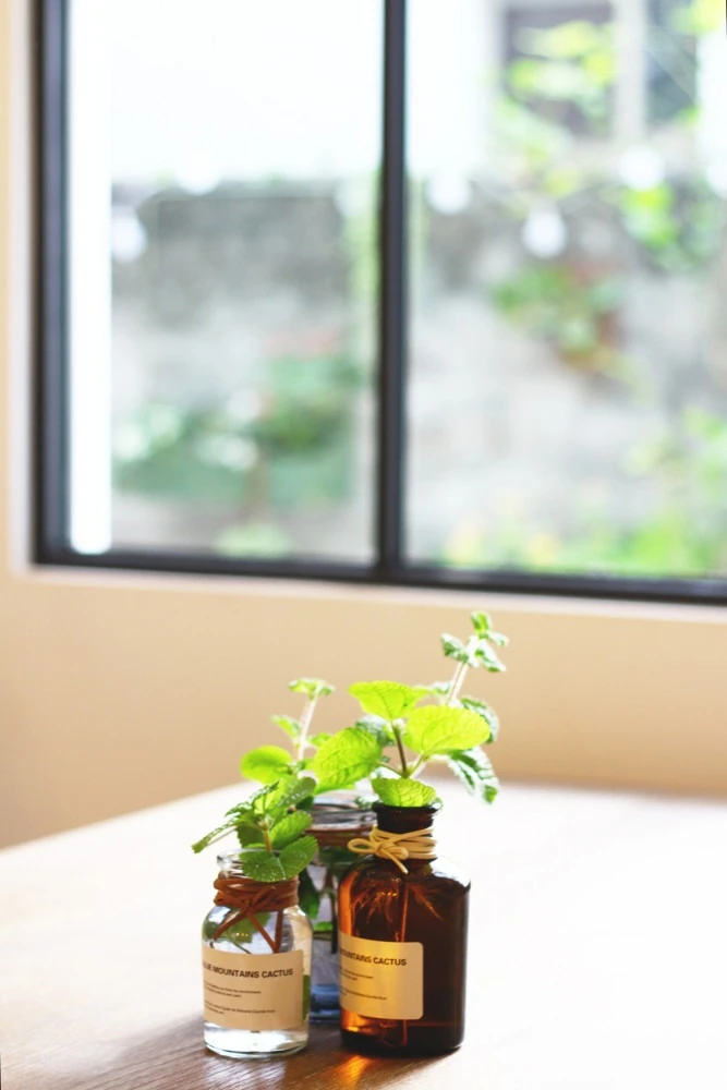 小巷茉莉