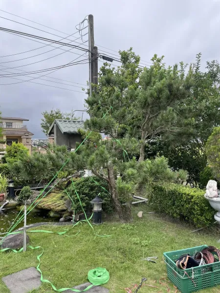 樹木剪枝塑形