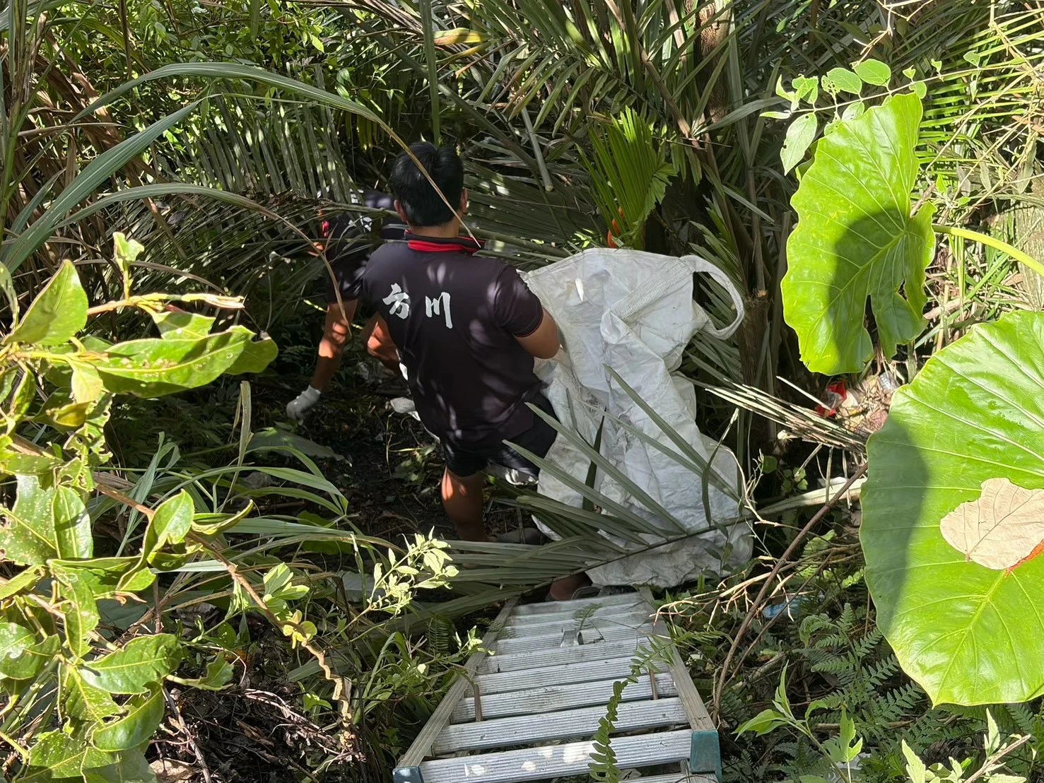 園藝整理