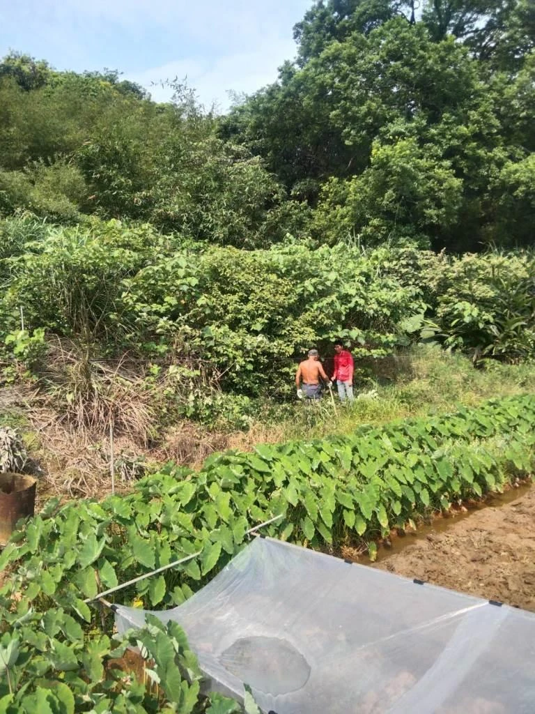 基隆除草粗工