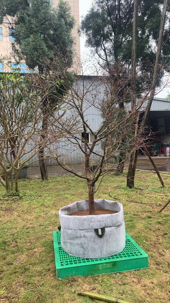 日本進口-銀杏羅漢松