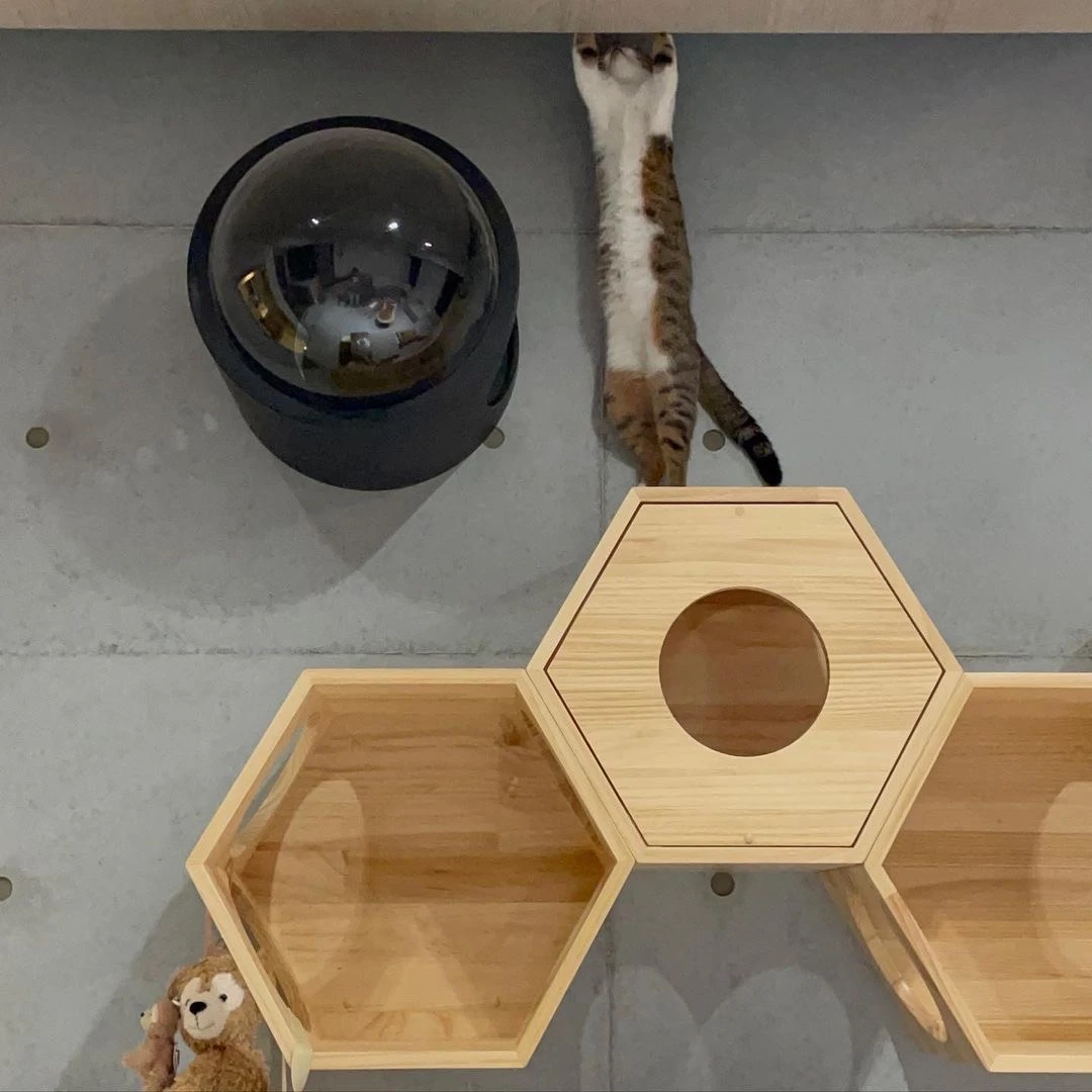 台北貓咪牆後製清水模