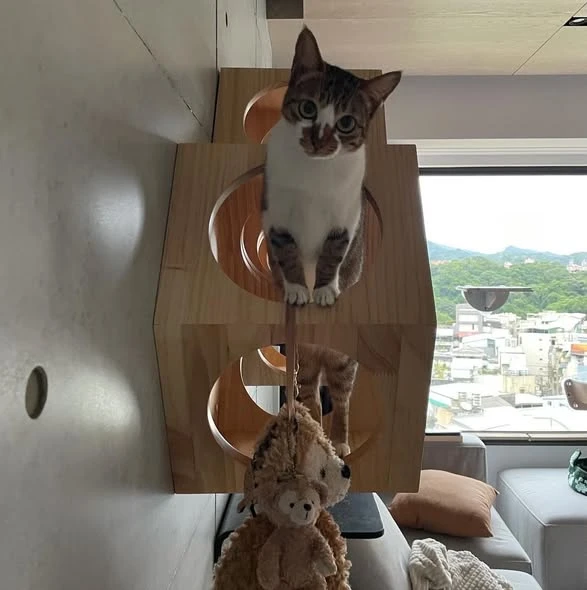 台北貓咪牆後製清水模