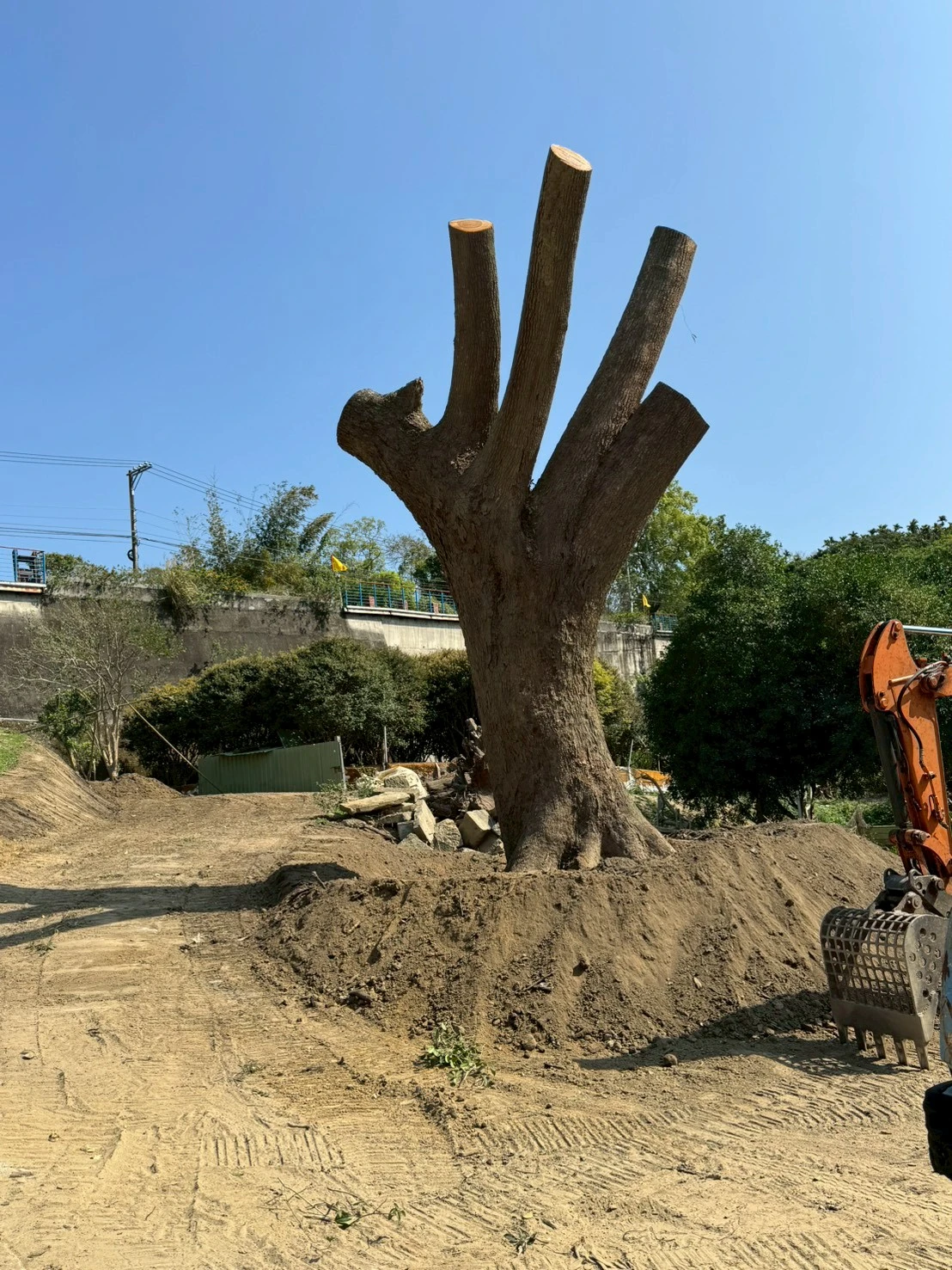 樟樹4尺7移植-山區案