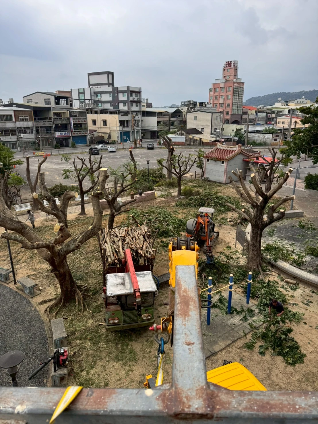 高空樹木矮化修剪-公館公園案