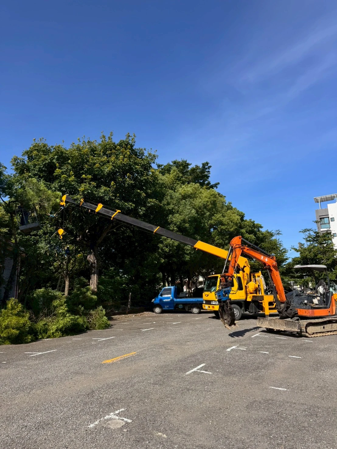 高空樹木矮化修剪-公館公園案