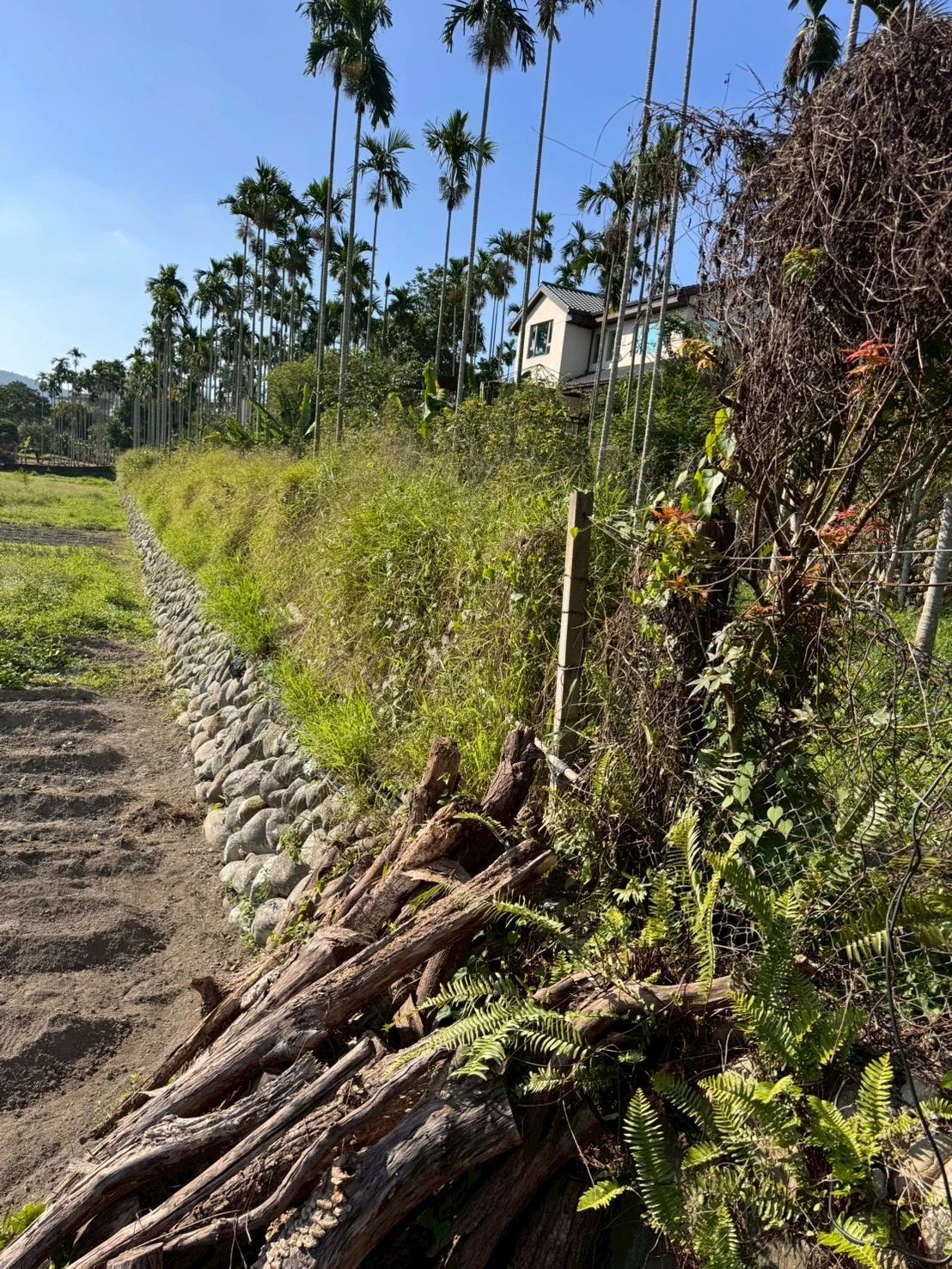 水泥柱圍籬拆除及移植桂花綠籬-三義案