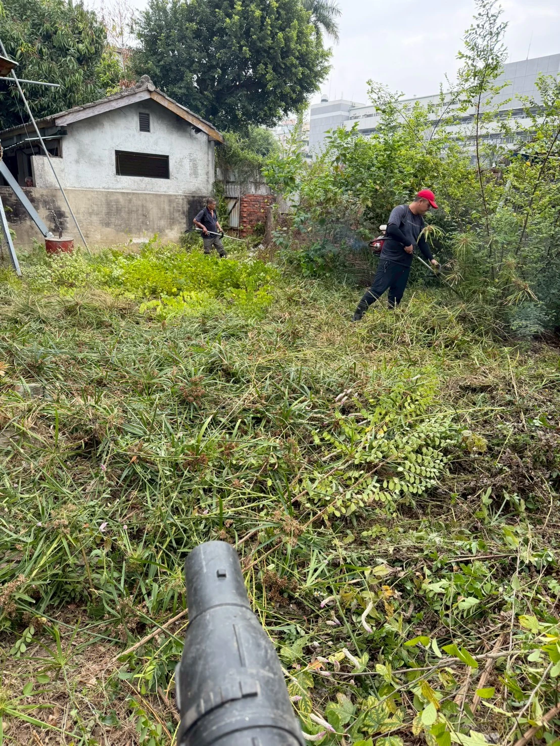 除草噴藥及環境維護-台中法院地檢署歷史建築區域案