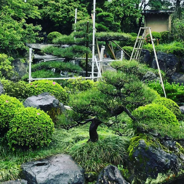 松柏要曬太陽嗎？松柏樹怎麼照顧？