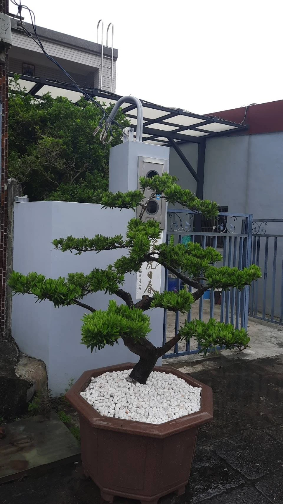 恭喜新屋落成 感謝購入美型羅漢松