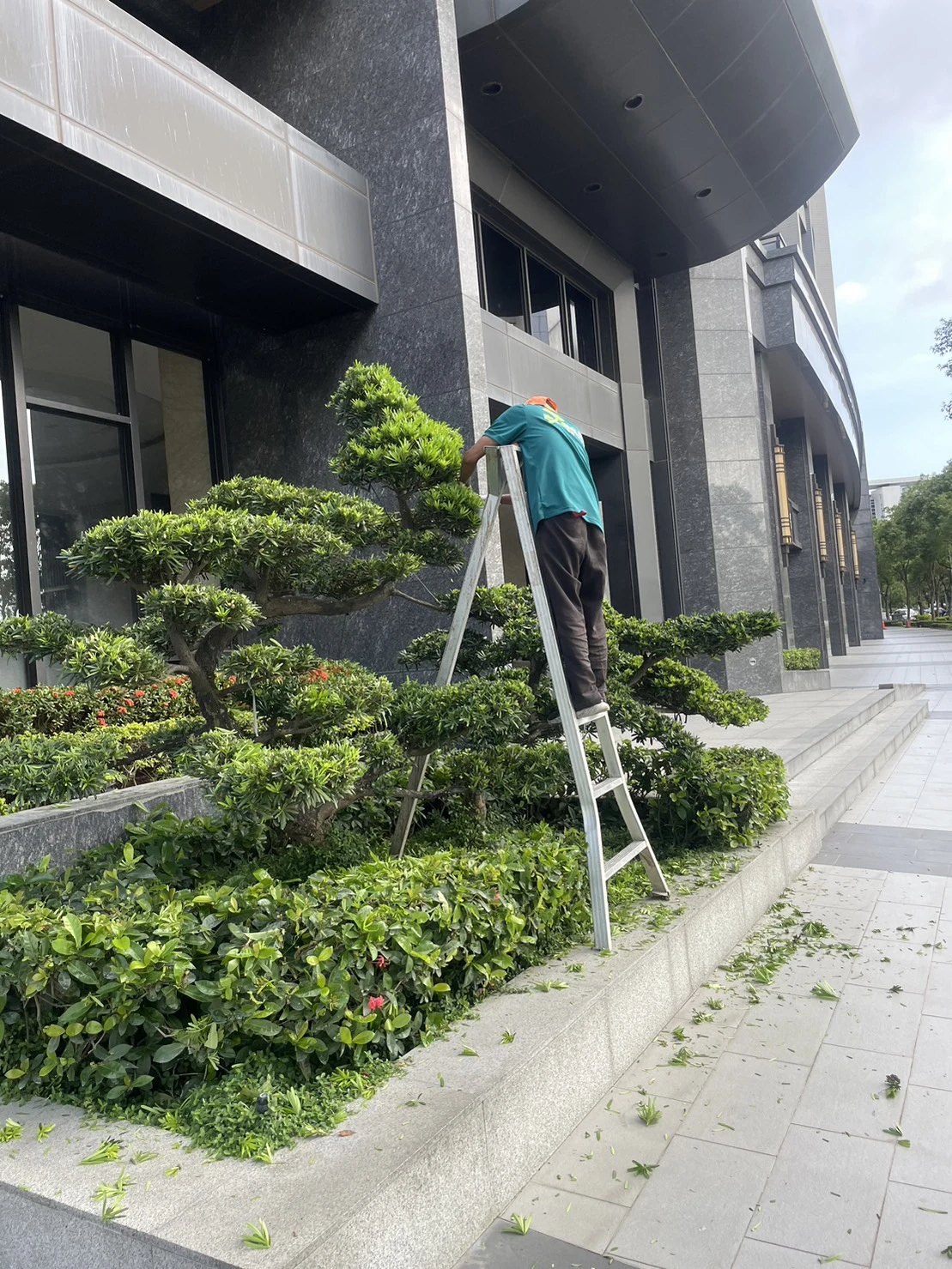 【定期園藝維護案例】高雄 #鳳凰時代