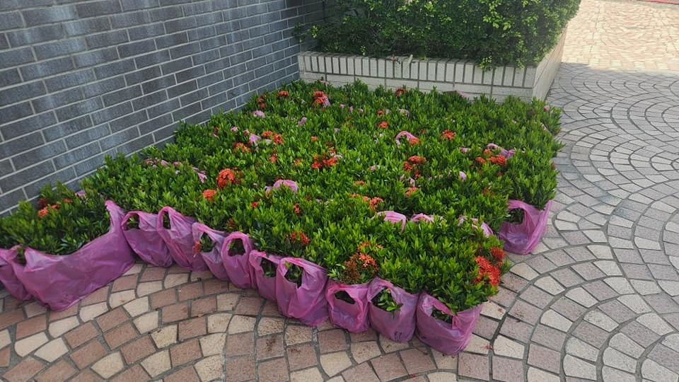 趕趕趕 綠化作業再次完成
