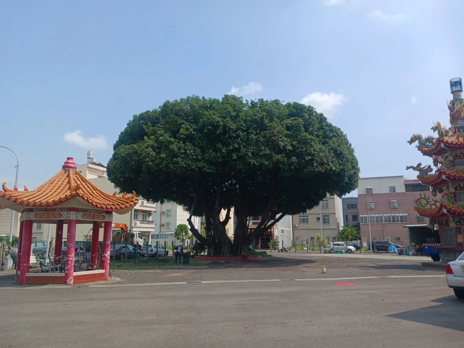 樹木修剪