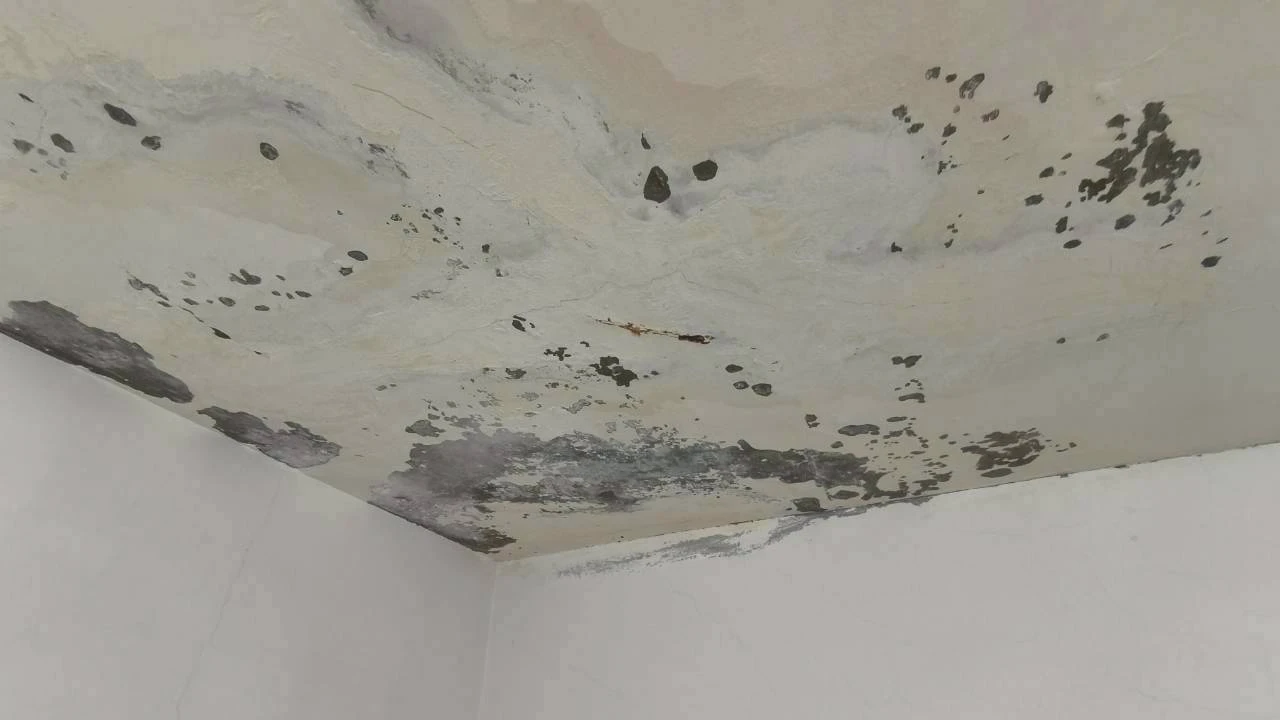 油漆、塗料、壁癌工程
