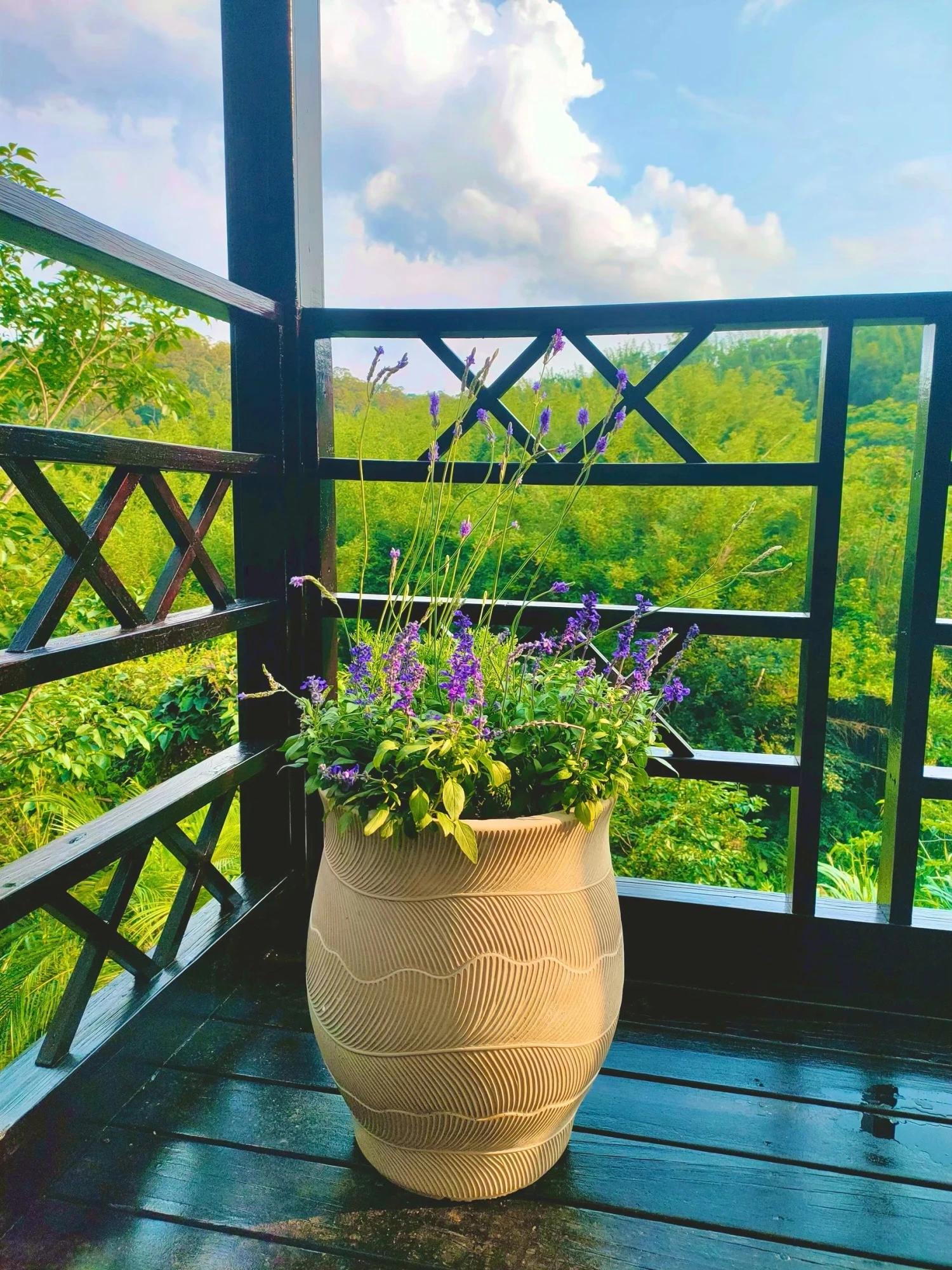室內盆景
