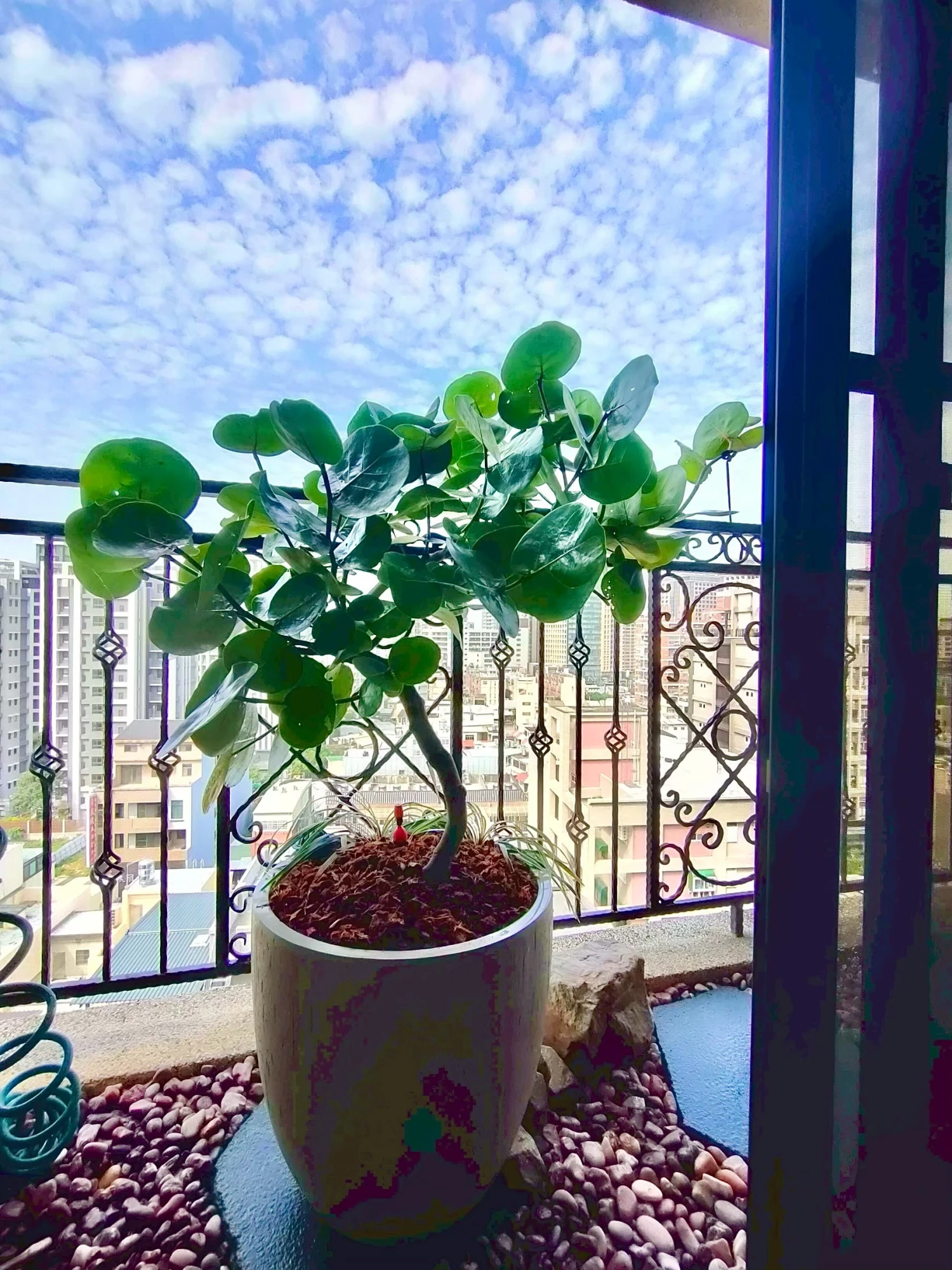 室內盆景