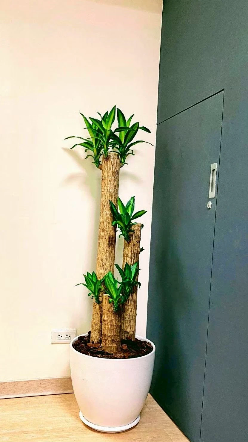 室內盆景